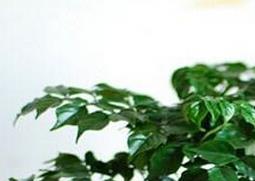 幸福树图片 幸福树图片 开花