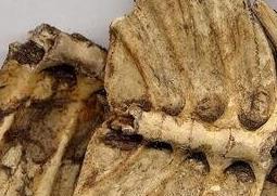 鳖甲壳的功效与作用 鳖甲壳的功效与作用图片