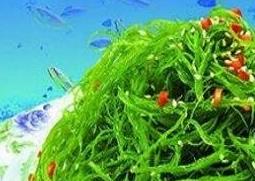 海发菜与干发菜的区别（海发菜与干发菜的区别）