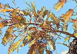 马蜂窝有什么药用价值 马蜂窝有什么药用价值?哪些偏方?