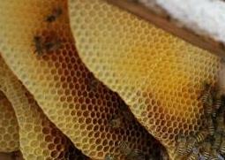 土蜂巢有什么作用 土蜂巢的药用