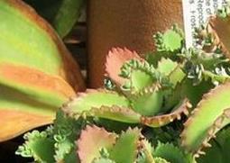 不死鸟的种植要点及栽培技术（不死鸟的栽培方法）