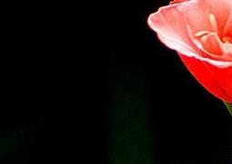 唐菖蒲的功效与作用 唐菖蒲的功效与作用图片