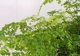 铁线蕨的功效与作用 铁线蕨的功效与作用可以和什么入药