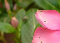 金达莱花的养殖方法和注意事项（金达莱花怎么养殖方法）