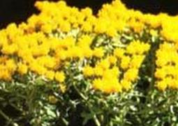 多花亚菊的功效与作用（异叶亚菊的功效）