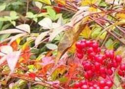 南天竹的功效与作用（南天竹的功效与作用图片）