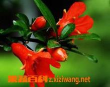 石榴花什么时候开（石榴花什么时候开花 几点钟）