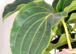 宝莲灯花的养殖方法和注意事项（珍珠宝莲灯花的养殖方法和注意事项）