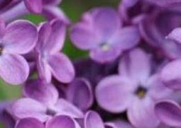 丁香花如何种植 丁香花如何种植盆栽