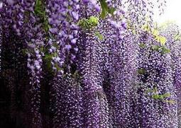 多花紫藤的功效与作用 多花紫藤的功效与作用及禁忌