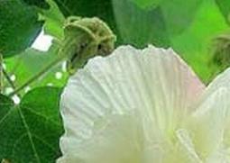 芙蓉花的功效与作用 芙蓉花叶子的作用与功效与作用