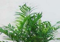 袖珍椰子怎么养 水培袖珍椰子怎么养