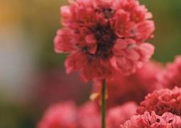 新几内亚凤仙的功效和作用 新几亚内凤仙花