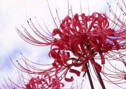 彼岸花的功效与作用 彼岸花的功效与作用及禁忌