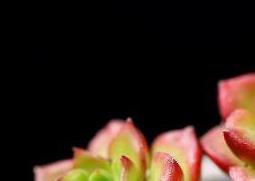 蒂亚多肉怎么养 蒂亚多肉怎么养出状态