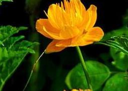 金莲花的功效与作用 金莲花的功效与作用点