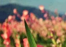 剑兰怎么养（虎皮剑兰怎么养）