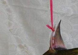 长须黄颡鱼的功效与作用 黄颡鱼的功效和作用