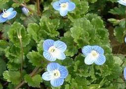 阿拉伯婆婆纳的功效与作用 阿拉伯婆婆纳的功效与作用图片