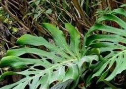 龟背竹怎么养（龟背竹怎么养直立生长）