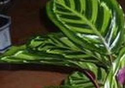 袖珍也门铁的养殖方法和注意事项（也门铁怎么养）