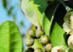 柃木花蜂蜜的功效与作用（木子花蜂蜜的功效）