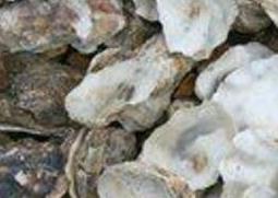 海蛎壳的药用价值与功效作用（海蛎壳的药用价值与功效作用及禁忌）