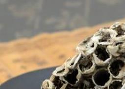 露蜂房和蜂房的区别（露蜂房与蜜蜂房的区别）