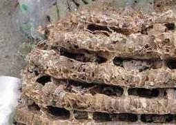 炙蜂房与蜂房的区别（炙蜂房与蜂房的区别在哪）