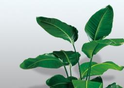 韩信草的功效与作用