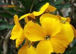 桂竹香的功效与作用(桂桂香的功效与作用)