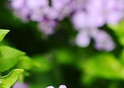 大叶碎米荞的功效与作用（野生荞叶作用）