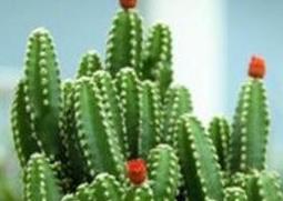 种植万重山的好处 如何种植万重山