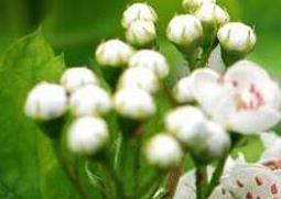 山楂花蜜的作用与功效（山楂花蜂蜜功效和作用）