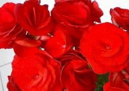 秋海棠的功效与作用 裂叶秋海棠的功效与作用