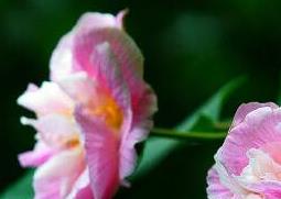 木芙蓉花的养殖方法 木芙蓉花的养殖方法和注意事项