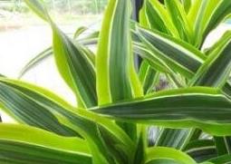 巴西木图片 真假巴西木图片