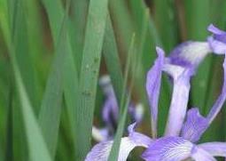 马蔺花的功效与作用（马蔺花的功效与作用）