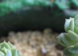 熊掌花怎么养 熊掌花怎么养殖方法