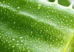刚摘的芦荟可以擦脸吗 刚摘的芦荟可以擦脸吗怎么用