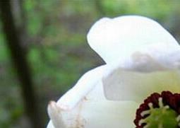 龙女花的功效与作用 龙女花的功效与作用禁忌