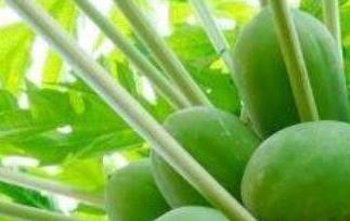 宣木瓜的功效与作用及副作用 宣木瓜有什么作用