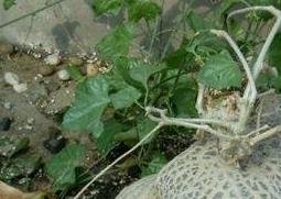 睡布袋作用(睡布袋的养护)