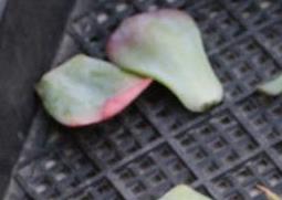 多肉叶片的清理与枯叶处理 如何处理多肉的枯叶