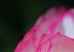 花毛茛的功效与作用 花毛茛有什么作用