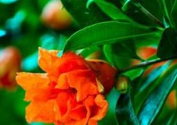 石榴花的功效与价值(石榴花的功效与价值是什么)