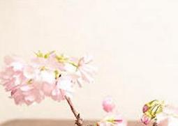 樱花树的养殖注意事项 樱花树的养殖方法和注意事项