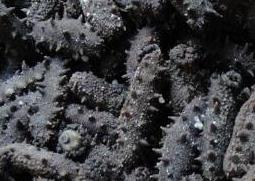 盐渍海参如何保存 盐渍海参保存方法