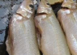 烧鱼怎么不粘锅 烧鱼怎么不粘锅底